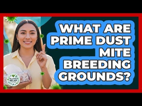 What Are Prime Dust Mite Breeding Grounds?