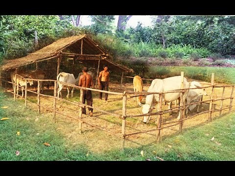 How to build stables for cows by using wood 100% _ cow stables
