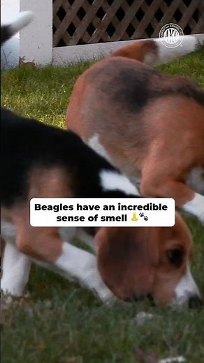 Beagles Have One of the Best Noses in the Dog World