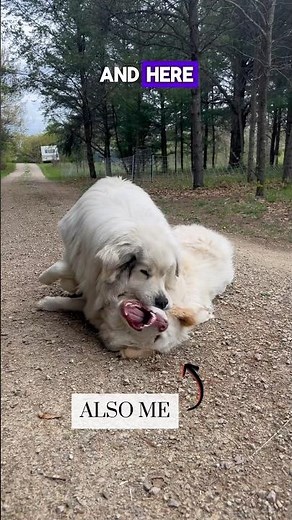 Great Pyrenees teaches Karakachan puppy how to guard livestock