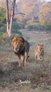 638K views · 16K reactions | When the King Walks… The Jungle Stops! 女 Royal walk, full attitude! King leading the pride like a boss!  #LionKing #RoyalEntry #JungleBoss #TrendingReels #ViralVideo #LionFamily #Wildlife #SafariLife #Nature #Shorts #fblifestyle | Fyado fun | Facebook
