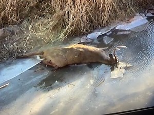 Iowa Shotgun Deer Hunting 2021-2023