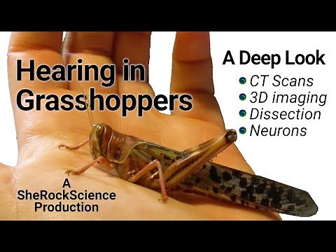 Hearing in Grasshoppers