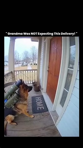 Explainer Zone™ on Instagram: "Video Credits : @pet_overpower This video captures a real-world example of how trained service and assistance dogs are increasingly being used to support independent living, especially for elderly individuals and people with limited mobility. Dogs equipped with specially designed backpacks can safely carry lightweight items such as groceries, medications, mail, or essential supplies, reducing the need for frequent trips outside and lowering the risk of falls. Studi