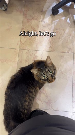 Volvo the cat Reykjavik on Instagram: "**edit: because we’re getting some suggestions to crowdfund a proper carrier I want to mention that Volvo has a wishlist in the bio. Absolutely no pressure to anyone to donate anything, this is all just for fun❤️ If you’re feeling generous then great, but please don’t feel like you have to. ** We still don’t have a proper cat-carrier, so today we’re tried the backwards backpack. It’s not ideal but it works."