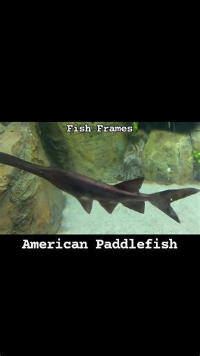 American Paddlefish #americanpaddlefish #paddlefish #fish #fbreelslifestyle #reels #followersreels #aquariumreels | Jerome Gorrero Yu