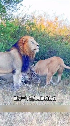 虽然叫打工豹，狮子却不敢轻易招惹，原因就在这里！