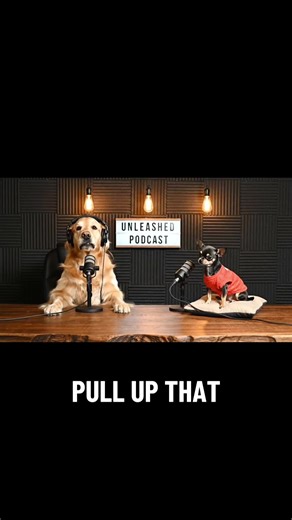 #unleashed #podcast #chihuahua #mosh #pets