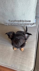 160K views · 7.5K reactions | A puppy can only dream  | Chihuahua Fans Club | Facebook
