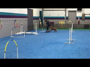 Mini goldendoodle beginner agility class