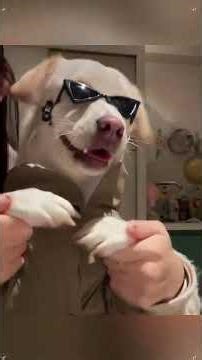 dog#dancingpup#glitch#puppydance#sway dancetrend#swayingtothebeat