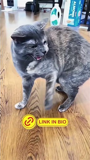 Petlibro Automatic Cat feeder