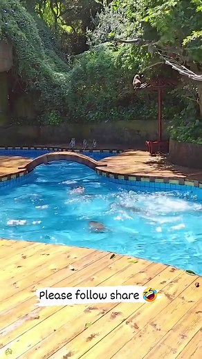 Monkeys jumping in swimming pool🤣 #funnymonkey #viralmonkey #monkey | Crazy Monkeys Videos