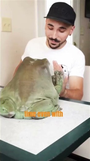 This Giant Frog Became an Internet Star 🐸 #shorts