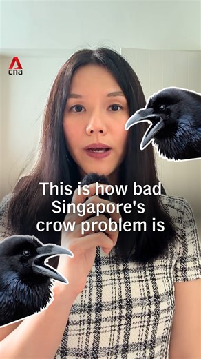 🐦‍⬛ The crow problem is ruffling feathers across Singapore, with complaints tripling in five years to 15,000 in 2025. Reports of crow attacks have increased fourfold to more than 2,000 over the same period. Authorities said on Monday (Feb 23) that crow shooting operations will resume to manage the population. Have you noticed more crow activity in your area? Let us know in the comments. https://cna.asia/4rqjU7O #crows #singapore #sgnews | CNA