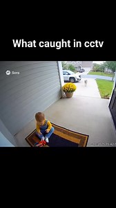 #wolf trying to attack on baby but cat interrupted. That's why #cctvcamerainstallation is important #CCTVFootage #trendingreel #usatrending #CCTVCamera #recording | Drama Hub 4 You