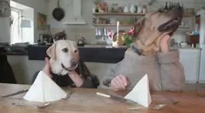 TWO DOGS DINING- YouTube