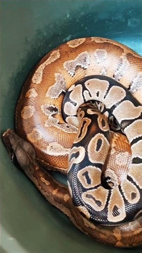 2 BP Ball Python dan Brongersmai Blood Python Lagi Asik Berduaan Minta Tikus Mencit Exotic Home Pets