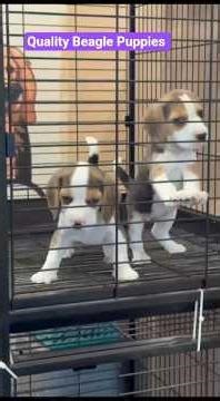 Quality Beagle puppies for sale - 7680904157