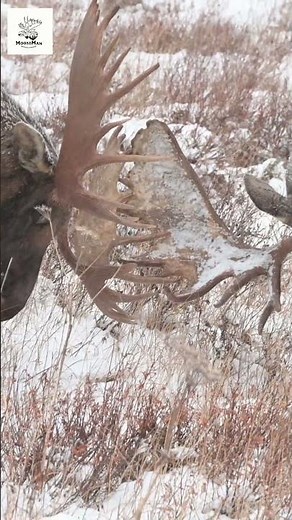 Epic Moose Battle Antlers Clash in Winter Showdown! #wildlife #moose #nature