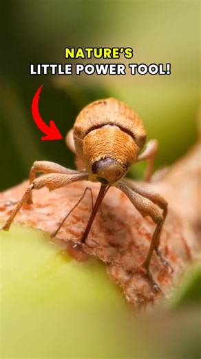 Puppet Face, Power Drill: Meet the Drilling Weevil!