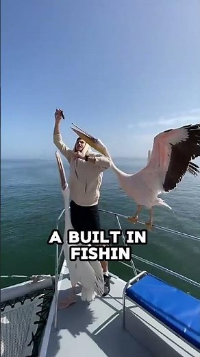 Why Pelicans Try to Eat Everything