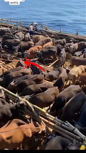 Why UAE and Saudi Arab Import Cow Dung Gobar #shorts #short #youtubeshorts #viral