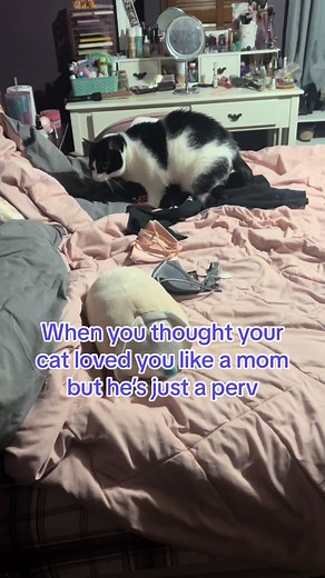 Caught by Sister: My Pervert Cat's Funny Antics