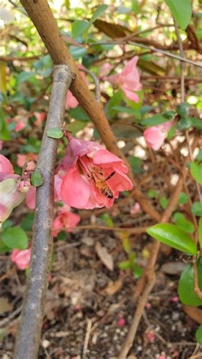 Close-up of a Honeybee on a Flower