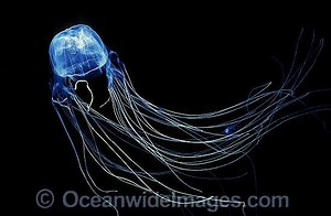 Chironex fleckeri - Alchetron, The Free Social Encyclopedia