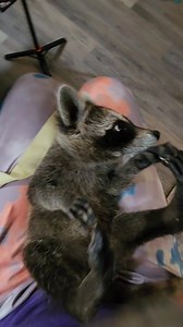 Baby CH raccoon Paul #raccoonsofinstagram #friday #friyay #raccoons #wildlife #cerebellarhypoplasia | Little Bit Wildlife Rescue