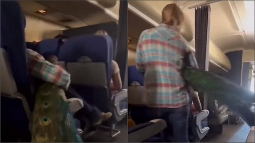 Someone brought a peacock inside a flight and the internet just can’t believe it