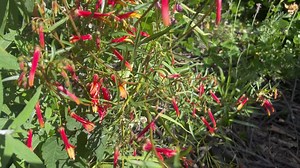 Mexican Cardinal Flower Lobelia Laxiflora Perennial Flower - Etsy