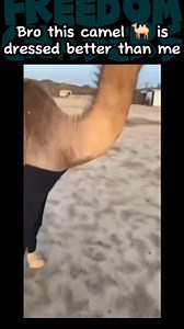 6K views · 21 reactions | Imagine this camel shows up to the club this fresh and steals your girl 路‍♂️ #fyp #fypシ゚ #fb #fbreelsvideo #Wow #Amazing #amazingvideo #shorts #videos #virals #viralvideo #FreedomChasers #funny #funnyvideos #funnyreels #comedy #cameltoe #crazy #camel #camels #animals | Freedom Chasers | Facebook