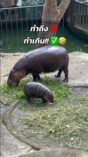 Top 5 Best Moments of Moo Deng #moodeng #moodengvideos #hippo