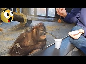 You Won’t Stop Laughing at These Funny Monkeys! 🤣🐒