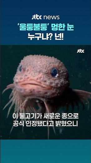 미국 캘리포니아 해안 4000m 심해서 흐물흐물한 핑크색 물고기가?…과학계 "새로운 종으로 인정" #JTBC #Shorts