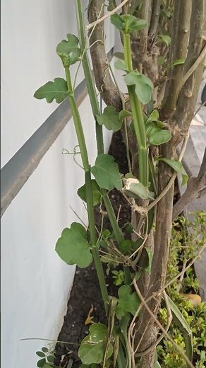 हड़जोड़ / Cissus quadrangularis