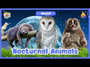 Nocturnal Animals | Educational Animal Quiz for Kids & Preschool | Learn About Night Creatures