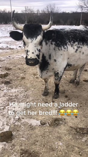 #kansascattle #exoticcattle #cattle #minicattle