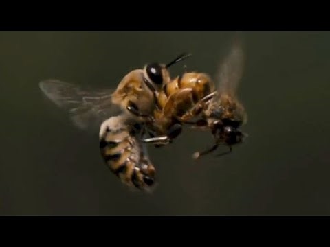 Queen bee mating flight 🐝