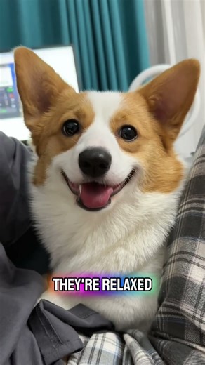 Dogs Can WINK on Purpose?! #shorts #dogfacts