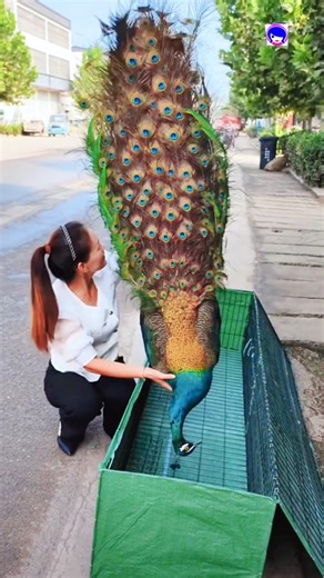 Peacock Dancing Video #peacockvideo #birds #music #funny