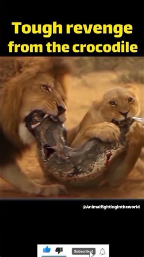 lion's harsh revenge on python. #animalfight #shorts #animals
