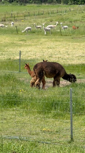 The baby alpacas are having the best time ever — running, jumping, and playing without a care in the world! Their mums, on the other hand, aren’t quite as thrilled, especially the mum of the brand-new little one who was born just yesterday. The tiny baby is already full of energy, racing along with the older babies, while all the mums try to round them back up It’s pure chaos… but the cutest kind of chaos! 🦙💕 | Moresby Farm Alpacas