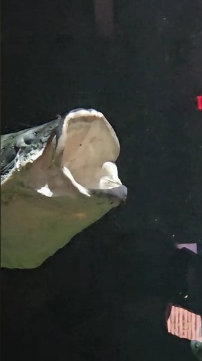 Giant Arapaima Close-Up – Amazon River Wonder 🐟✨