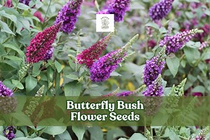 Buddleia Davidii Seeds | Mixed Color Butterfly Bush for Pollinators - Etsy
