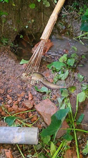 47K views · 386 reactions | What a big horn fish I caught with a hook at night #reels #Amazing #trending #viralreels #reel | H BD Fishing | Facebook