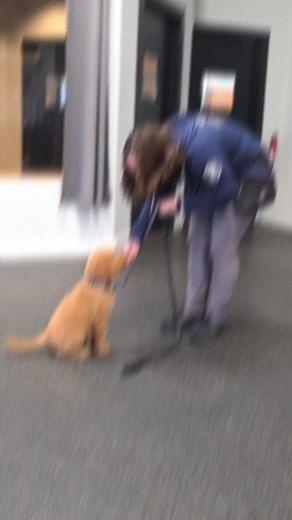 1K views · 20 reactions | Training a puppy early sets the blueprint for who they become, giving them structure when their world is brand new. You’re not just teaching commands—you’re mentoring their mindset, one small moment at a time. | Ridgeside K9 Winchester | Facebook