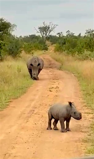 We cherish memorable moments in Africa. We'll never forget the moment we spotted the mother Rhino and her calf walking along the dusty road. We watched in quiet awe as the dear little calf full of playful energy, pretended to trot charge past her mother. Kicking up little clouds of dust as she came to a halt. Whilst her mother moved along slowly and gracefully, her calm strength a quiet reminder of the bond between them. Surrounded by the vast African wild, we felt something shift inside us. A p